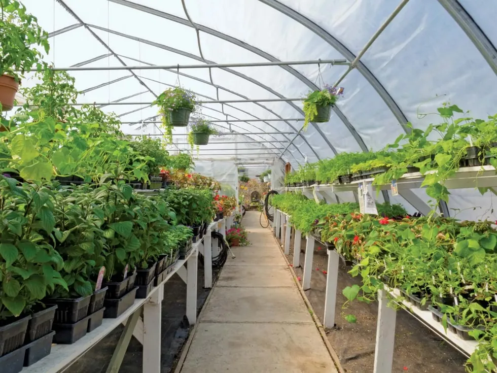 Rows of crops growing inside a commercial greenhouse